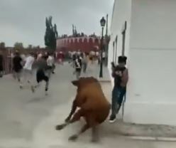 Bull Attacks Woman Using Cell Phone