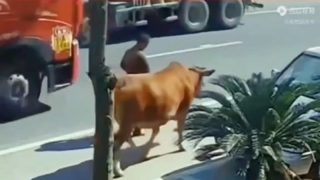 Bull Kicks Man into Oncoming Traffic
