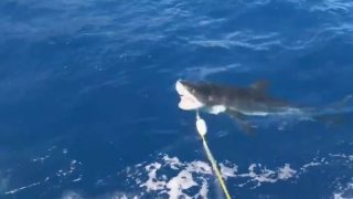 Shark Attack in Guadalupe Island Mexico
